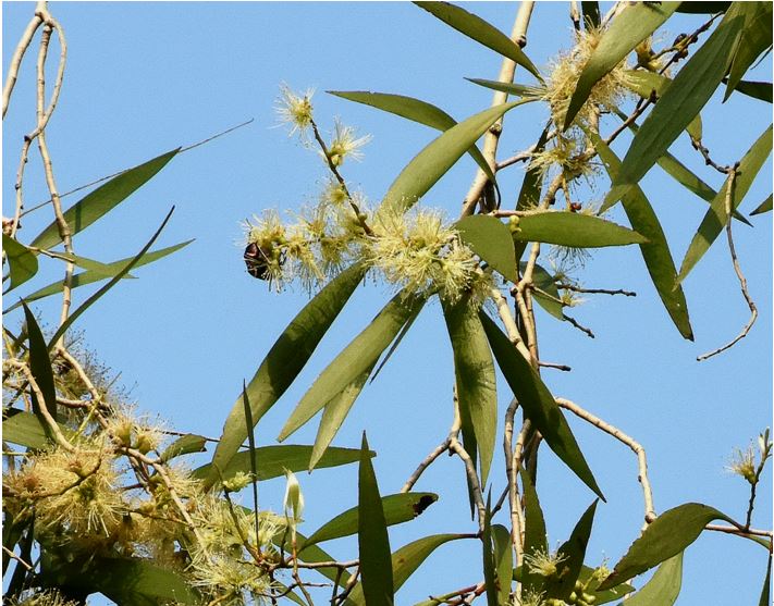 五脈白千層的花枝20161226攝於台北植物園