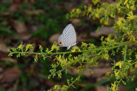 來訪花的白波紋小灰蝶