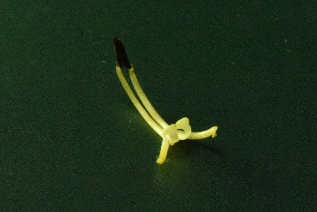 具備蹺蹺板槓桿原理的雄蕊