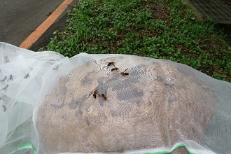 剛收穫的黑腹虎頭蜂隨即可見殘蜂聚集蜂窩上