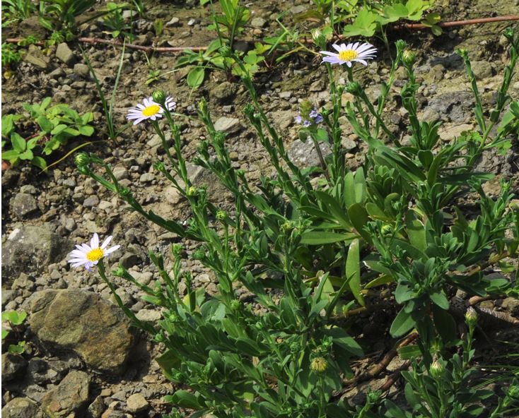 台灣狗娃花生態20120809攝於北海岸八斗子