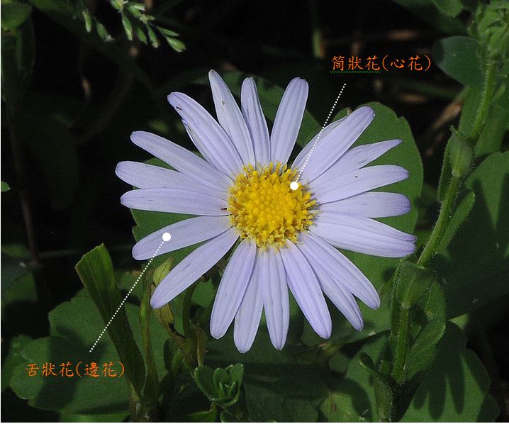 台灣狗娃花舌狀花(邊花)花冠淡紫色，筒狀花(心花)花冠黃色