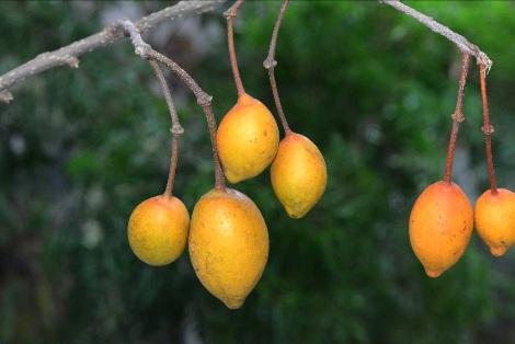 台灣魚木成熟的果實呈現亮眼的橘黃色-2012.11.04攝