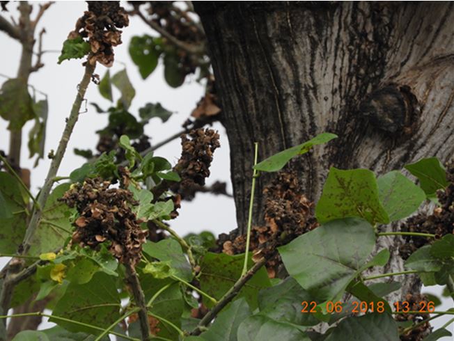圖1. 刺桐釉小蜂在枝條及葉片組織中造癭，使其膨大變形、枯萎，進而降低光合作用，致使樹勢變差。