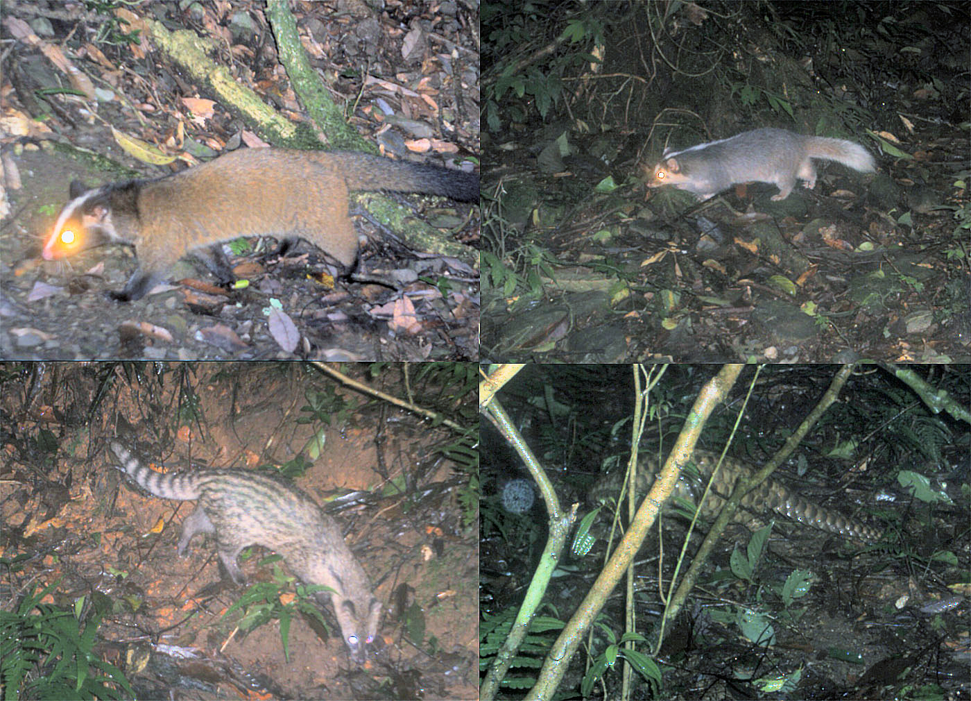 圖1.出現在自動相機中的野生動物，自左上起分別為白鼻心、鼬獾、麝香貓、穿山甲