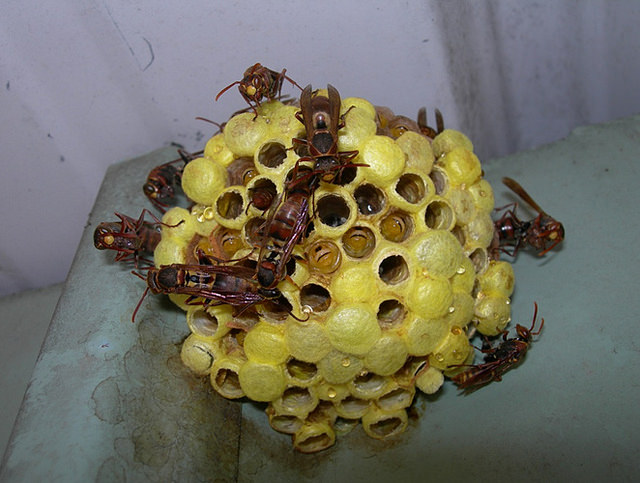 圖1.僅具單層巢脾的雙斑長腳蜂窩，黃色部分為幼蟲化蛹所結之繭蓋。圖片攝影：陸聲山
