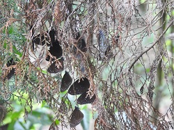 在園區樹葉上成群的紫斑蝶：在扇平樹本標園的樹上，有一群紫斑蝶停留在樹葉上休息。