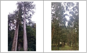 圖1.左-臺灣杉於棲蘭山之原生母樹、右-臺灣杉於南投人倫之嫁接營養系種子園