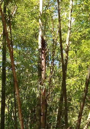 巨竹(Dendrocalamus giganteus)直徑粗大，生長快速，碳儲存潛力大
