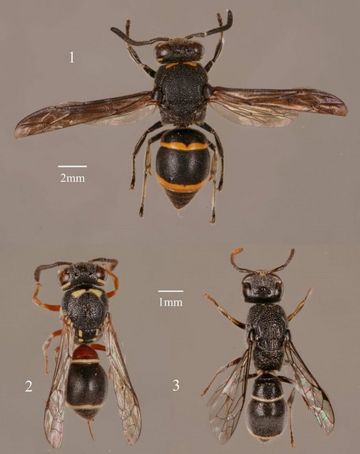 圖1.由葉文琪與陸聲山於2007年發表的三種台灣新記錄蜾蠃1. Epsilon fujianensis；2. Paraleptomenes miniatus miniatus；3. Subancistrocerus sichelii。攝影：葉文琪