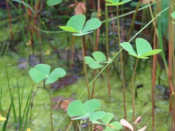 水生蕨類田字草可用水族缸栽植。