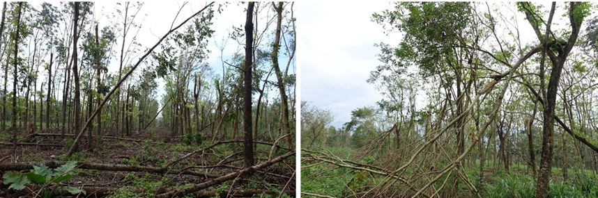 圖1、屏東平地森林園區風倒、風折之災害