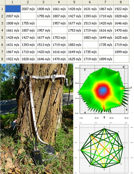 圖1、敲擊樹木檢測儀探頭，可獲得不同路徑的應力波傳遞時間，經電腦演算，可以推測樹木中空腐朽的程度。