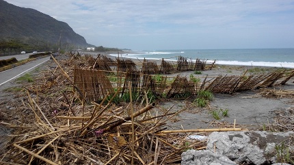 圖1、新植造林地遭受颱風暴潮危害全毀。