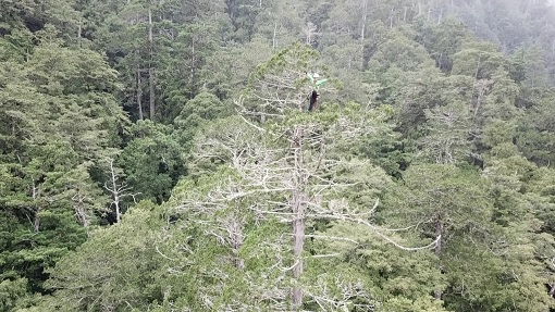 圖1、研究人員在臺灣巨木新紀錄--桃山神木(79.1公尺)樹頂測量高度
