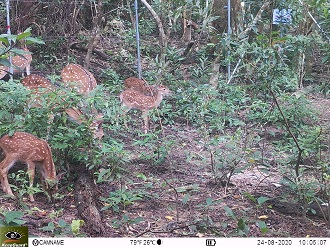 圖1、一群梅花鹿進入無通電狀態的電圍網內覓食。
