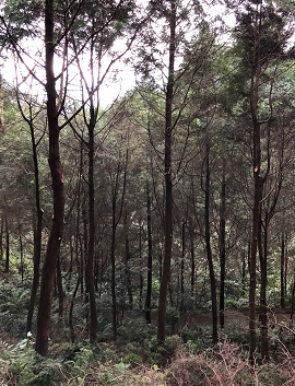 淺山地帶難得一見，整齊劃一、林相優美的肖楠人工林，是陳先生平日親力親為，辛勤修枝和撫育的結晶。