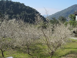 扇平園區往年盛開的梅花狀況：扇平梅樹往年都大約在一月初至一月中詢就會開花，通常在冷氣團南下時就會盛開，花期約1~2個星期間。