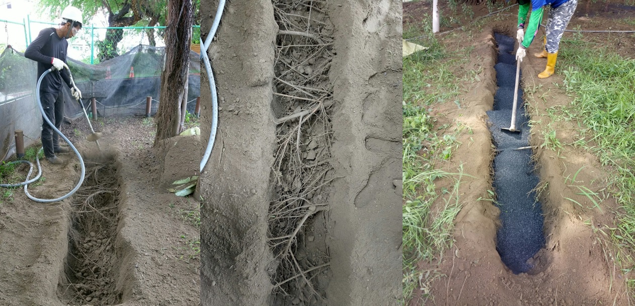 圖2. 使用空氣挖掘機吹鬆土壤並添加生物炭以改善土壤條件