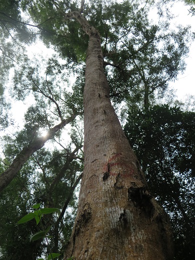 圖2. 臺東地區野外樹幹通直圓滿的相思樹母樹