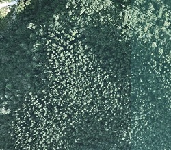 從航空照片上垂直觀看臺灣杉造林地，可發現臺灣杉在航照影像中具排列整齊，樹冠稜角形;樹冠頂部尖塔狀且地細緻;側視圓錐形，具絨狀側枝之特徵
