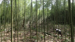 清明雨季來，營造複層經濟林好時節!~圖2. 適度疏伐撫育的老廢竹林，可創造多樣化的光度環境