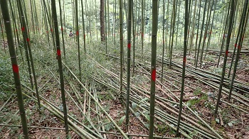 過密的桂竹林需要適度伐除老竹，以促進新生竹生長及竹林健康，同時釋出的空間也能提供林下特用植物生長