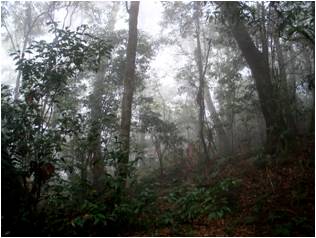 圖2.台灣山茶分布之森林環境