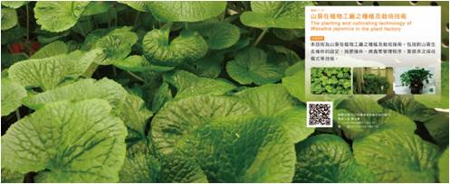圖2.山葵在植物工廠之種植及栽培技術海報