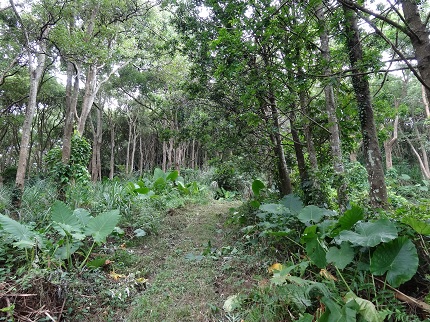圖2.徐良東先生的林地_日起有功，看私有林模範生如何照顧森林 