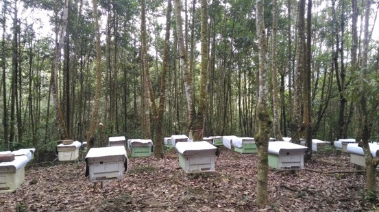 林下養蜂所處之森林環境未受汙染，其蜜粉源純淨，生產森林蜜等相關產品品質優良