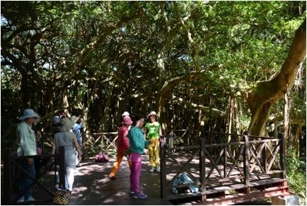 圖2.民眾在解說員引領下於木棧觀景設施內進行低干擾的白榕生態環境教育活動
