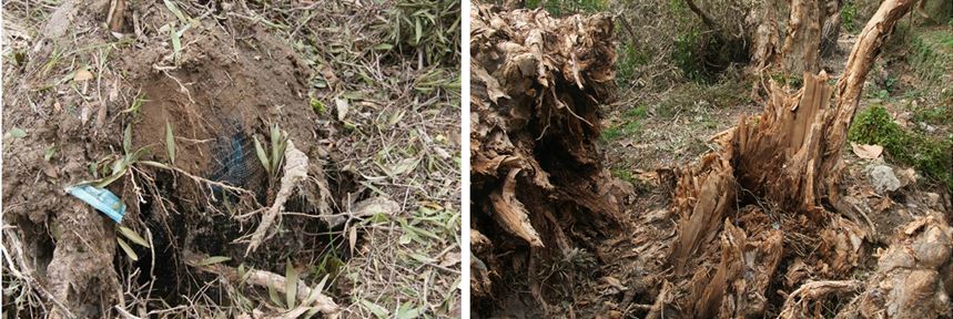 圖2、栽植時包覆根球之黑網去未除，造成盤根化，或樹幹中空腐朽，颱風來臨時，容易造成風倒或樹幹斷裂