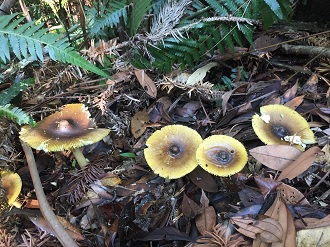 鵝膏菌為蓮華池常見的樹木共生菌之一，圖片為蓮華池林地上拍攝的「紅黃鵝膏菌黃褐變種」，具有毒性。