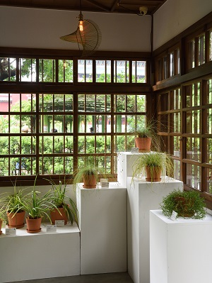 日式建築的南門町三二三一個展覽角落，所展示莎草科植物盆栽擺放在白色展櫃上。