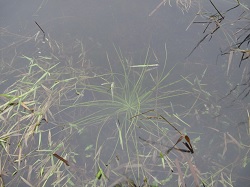 沉浸在夢幻湖水中的臺灣水韭，是種可同時適應水陸域環境的植物。