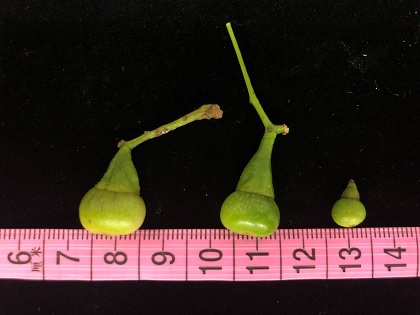 圖2.牛樟、雜交、樟樹種子外觀(未成熟)。左至右分別為牛樟、雜交、樟樹(採集拍攝於2019年8月份)。