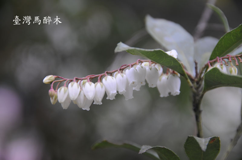 圖2.台灣馬醉木的花朵排列整齊，像一串雪白的鈴噹。(許文源攝)