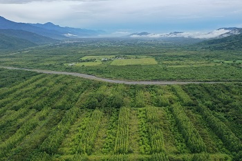 圖2花蓮光復鄉台糖糖廠自2004年起不再製糖，原有蔗田已轉型成1,250公頃的大農大富平地森林