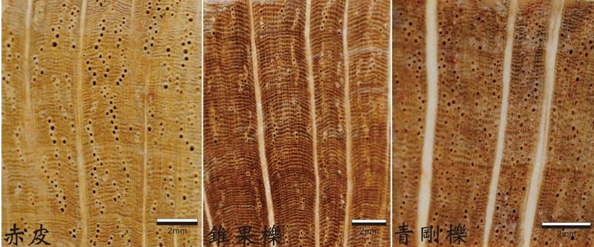圖2赤皮、錐果櫟和青剛櫟等三種鉋刀床用材，木材表面細緻富有光澤，木材橫斷面有肉眼可見的條狀聚合木質線。