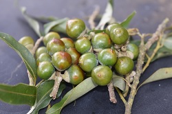 臺灣維管束植物紅皮書名錄列為易受害(VU)物種的南投石櫟