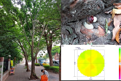 圖3. 樹木健康情況與病害程度檢測—以應力波檢測受木材腐朽菌感染樹木的樹體結構完整度