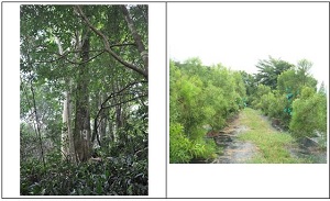 圖3.左:相思樹選育大埔19號母樹單木材積2.5 m3。右:臺南照興相思樹種子園