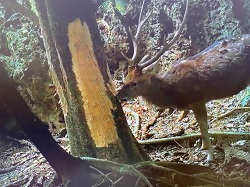 一隻大公鹿正在啃食皮孫木的樹皮。