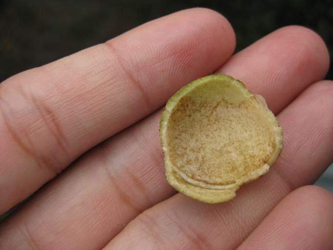 圖3、小果油茶果實成熟時，果殼剝開可以看到內壁分佈褐色的斑點，種仁殼變黑發亮。