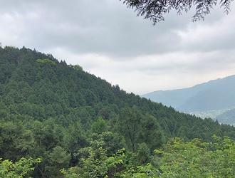 莊先生的林地幅員遼闊，從遠方可以眺望到一整片蓊蓊蔥鬱的人工林，為該地留下可觀的森林資源與景觀。