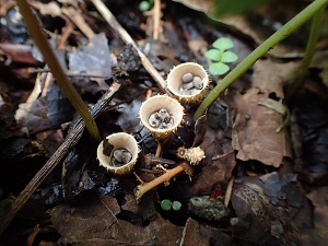 鳥巢菌」菇體形狀似鳥巢，其杯狀菇體內的蛋形物為「小孢體」，壓碎後會有許多孢子散出。