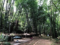 圖4 林下芬多精與負離子監測試驗-巨竹林