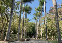 圖4園區椰林大道，述說設立年代意義