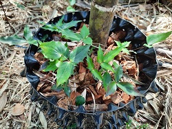 發展複層經濟林的林主可以種植阿里山十大功勞等具經濟收益的特用植物